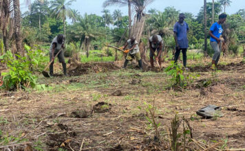BUDOWA SZKLARNI – SIERRA LEONE